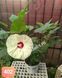 Hibiscus de Gradina Floare Uriasa Alb-Galben Cremos
