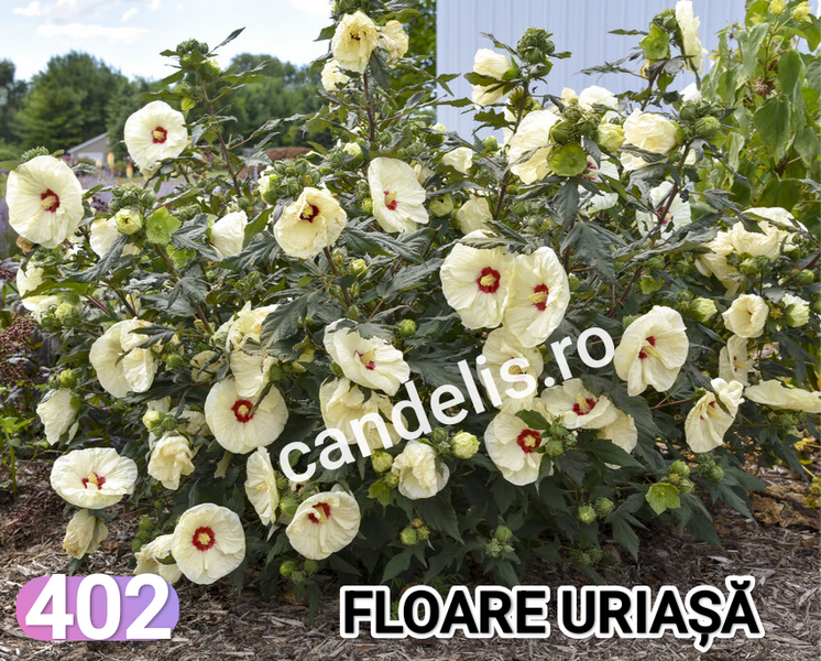 Hibiscus de Gradina Floare Uriasa Alb-Galben Cremos