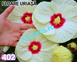 Hibiscus de Gradina Floare Uriasa Alb-Galben Cremos