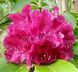 Rhododendron Cyclamen