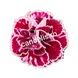 Garofiță Parfumată Dianthus Vișinie Șatirată