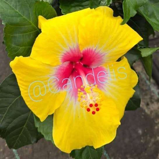 Trandafir Japonez Hibiscus Galben cu Alb și Roz Simplu