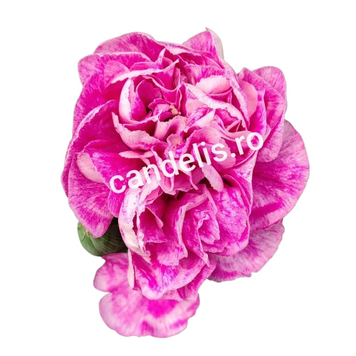 Garofiță Parfumată Dianthus Roz Șatirat