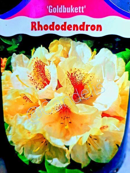 Rhododendron Galben