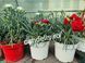 Garofiță Parfumată Dianthus Roz Șatirat