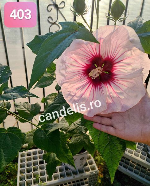 Hibiscus de Gradina Floare Uriasa Alb-Roz Satirat