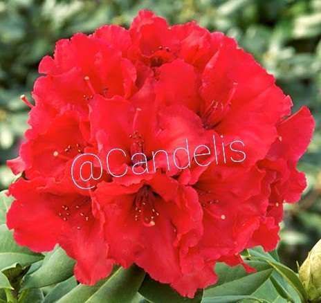 Rhododendron Roșu