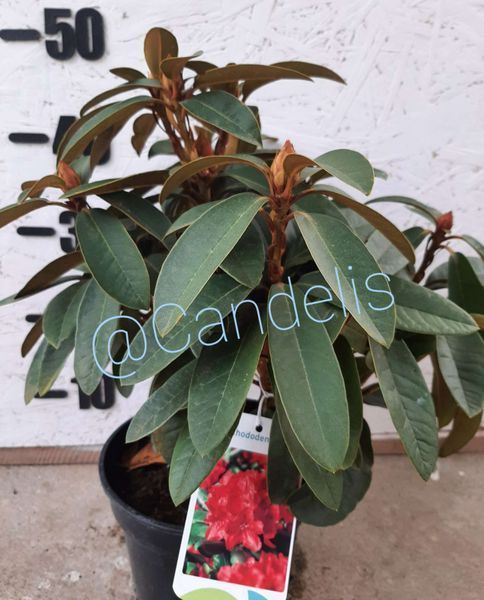 Rhododendron Roșu