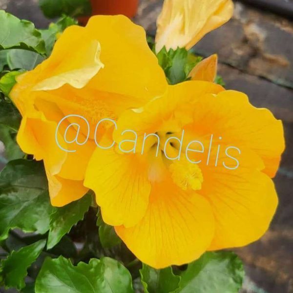 Trandafir Japonez Hibiscus Galben Simplu