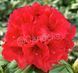 Rhododendron Roșu