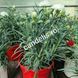 Garofiță Parfumată Dianthus Albă