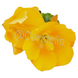 Trandafir Japonez Hibiscus Galben Simplu