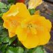 Trandafir Japonez Hibiscus Galben Simplu