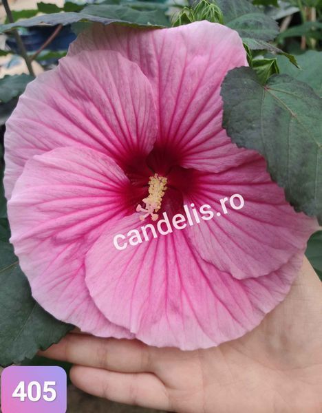 Hibiscus de Gradina Floare Uriasa Roz Frunza Grena