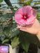 Hibiscus de Gradina Floare Uriasa Roz Frunza Grena