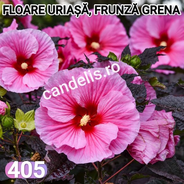 Hibiscus de Gradina Floare Uriasa Roz Frunza Grena