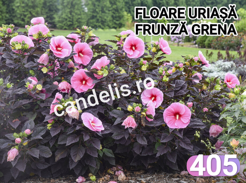 Hibiscus de Gradina Floare Uriasa Roz Frunza Grena