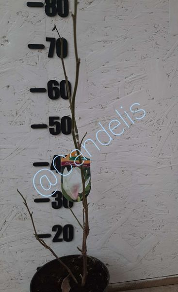 Magnolia soulangeana Alba Superba