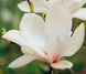 Magnolia soulangeana Alba Superba